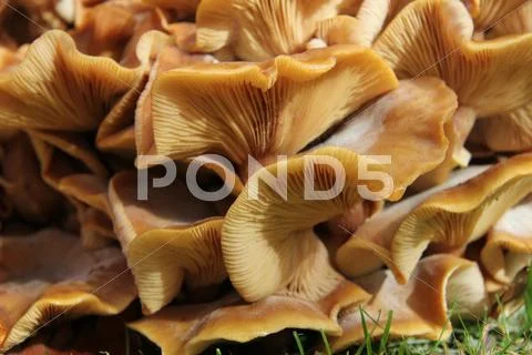 Mushrooms Stock Photos