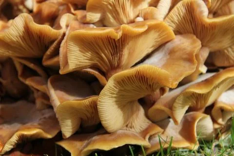 Mushrooms Stock Photos