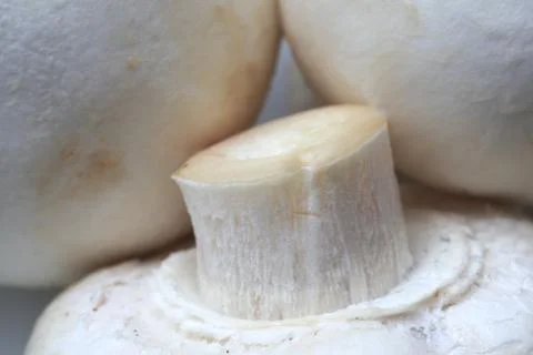 Mushrooms Stock Photos