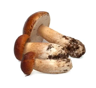 Mushrooms. Stock Photos