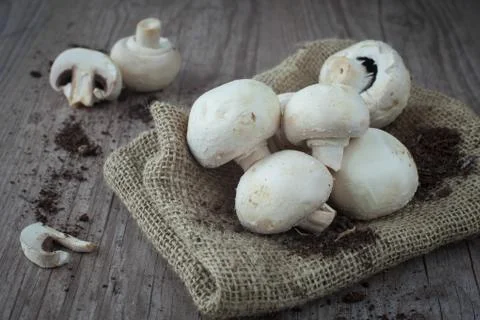 Mushrooms Stock Photos