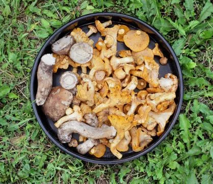Mushrooms Stock Photos