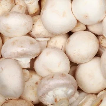 Mushrooms Stock Photos