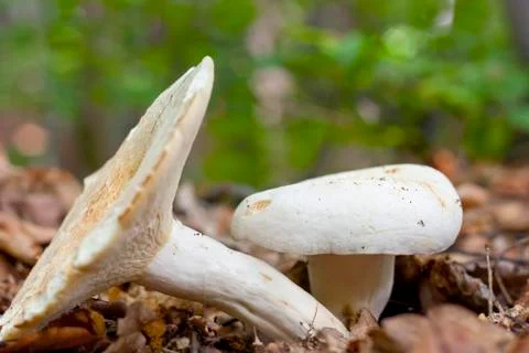 Mushrooms Stock Photos