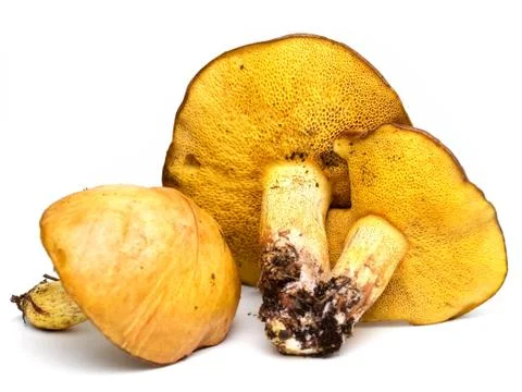 Mushrooms Stock Photos