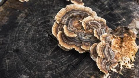 Mushrooms Stock Photos
