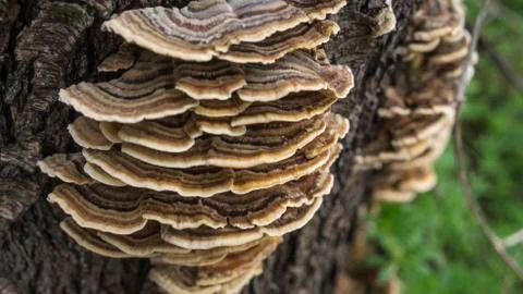 Mushrooms Stock Photos