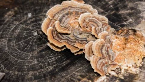 Mushrooms Stock Photos