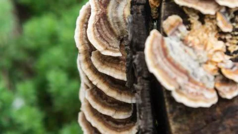 Mushrooms Stock Photos