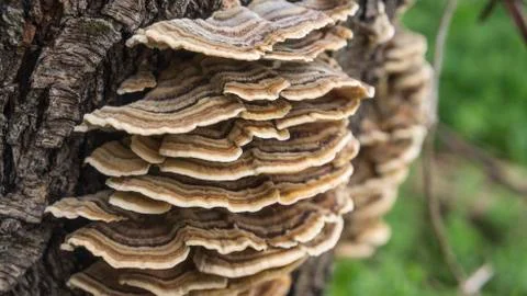 Mushrooms Stock Photos