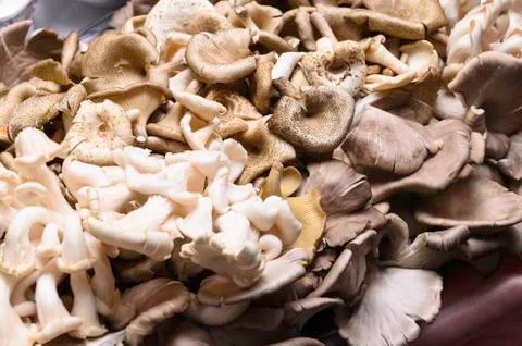 Mushrooms Stock Photos