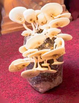 Mushrooms Stock Photos