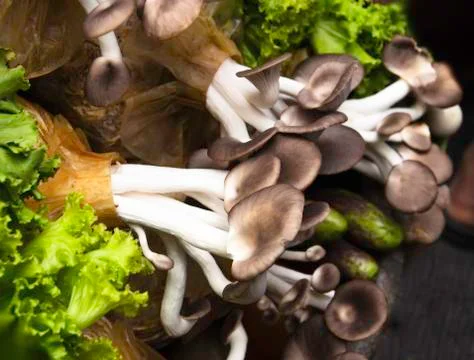 Mushrooms Stock Photos