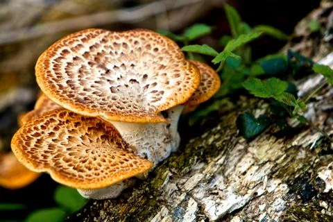 Mushrooms 스톡 사진