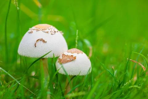 Mushrooms Stock Photos