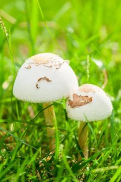 Mushrooms Stock Photos