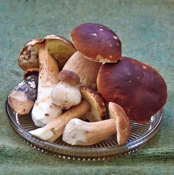 Mushrooms Stock Photos