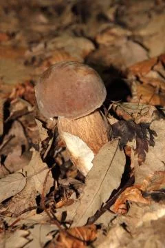 Mushrooms Stock Photos