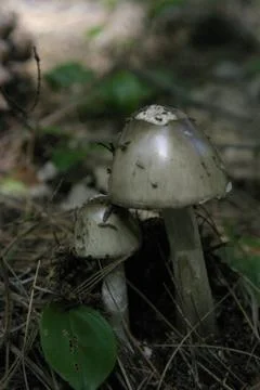Mushrooms 写真素材