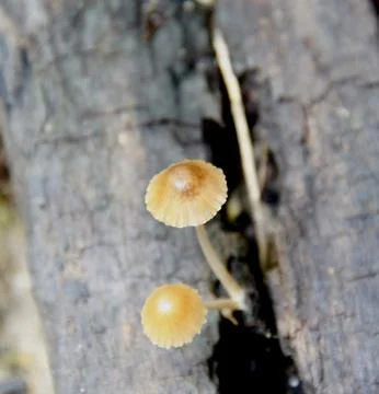 Mushrooms Stock Photos