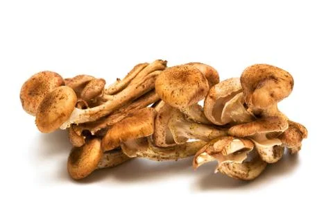 Mushrooms Foto stock