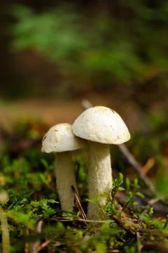 Mushrooms Foto stock