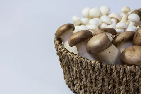 Mushrooms Stock Photos