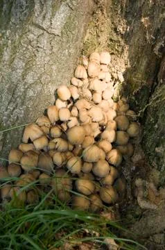 Mushrooms Stock Photos