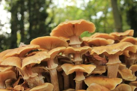 Mushrooms Stock Photos