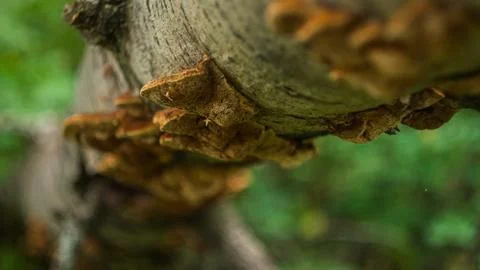Mushrooms 写真素材