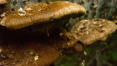 Mushrooms 写真素材