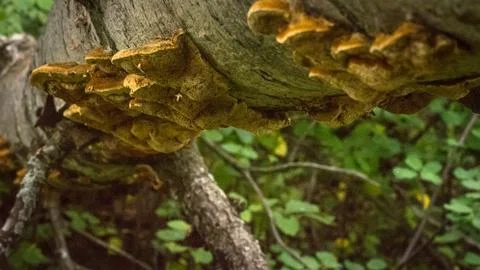 Mushrooms 写真素材