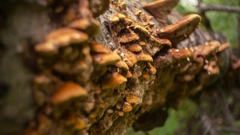 Mushrooms 写真素材