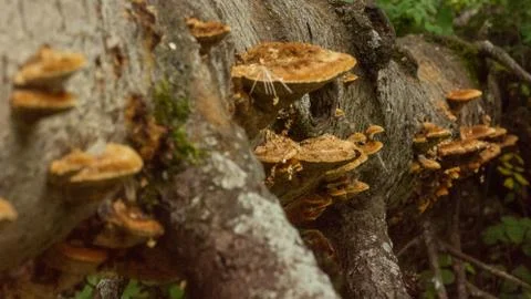 Mushrooms 写真素材