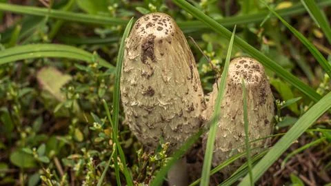 Mushrooms 写真素材