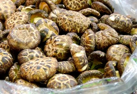 Mushrooms Stock Photos