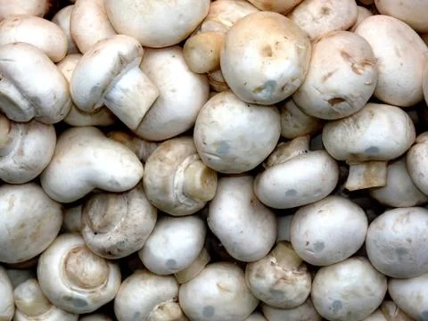 Mushrooms Stock Photos