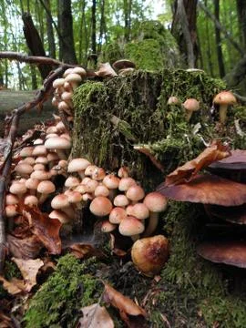 Mushrooms 스톡 사진