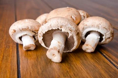 Mushrooms Stock-Fotos