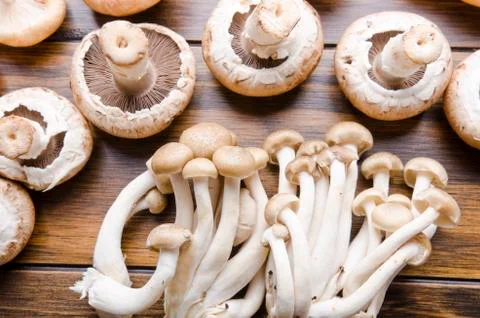 Mushrooms Stock Photos