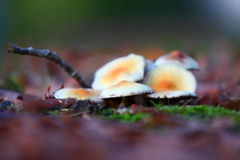 Mushrooms Stock Photos