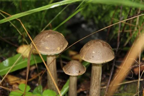 Mushrooms Stock Photos
