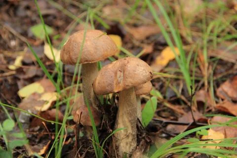 Mushrooms Stock Photos