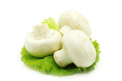 Mushrooms Stock Photos