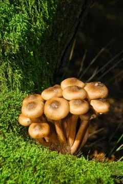 Mushrooms Stock Photos