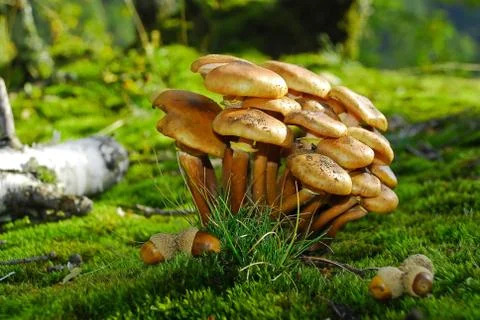 Mushrooms Foto stock