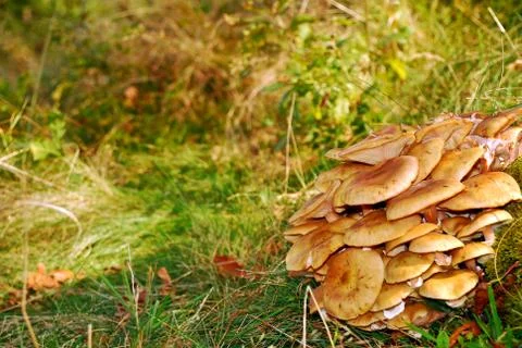 Mushrooms Stock Photos