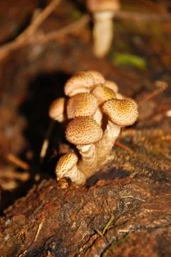 Mushrooms Stock Photos