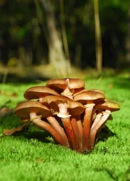 Mushrooms Stock Photos