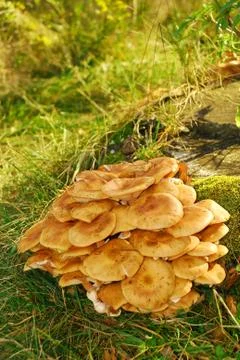 Mushrooms Stock Photos